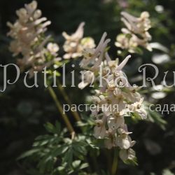 Хохлатка кузнецова Apricot Queen (Corydalis kusnetzovii x C. bracteata Apricot Queen)